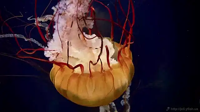 streamy test15 online show from 12/02/24, 08:09