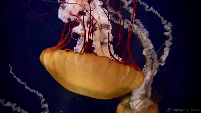 streamy test15 online show from 12/05/24, 08:22