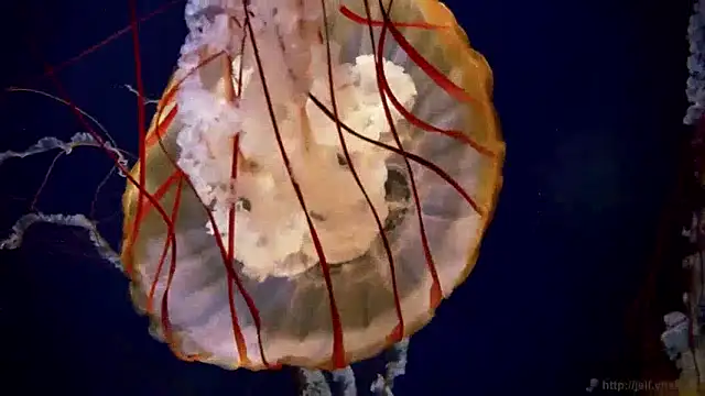 streamy test15 online show from 12/10/24, 08:19