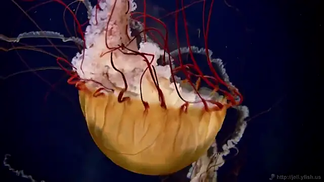 streamy test15 online show from 02/17/25, 08:09