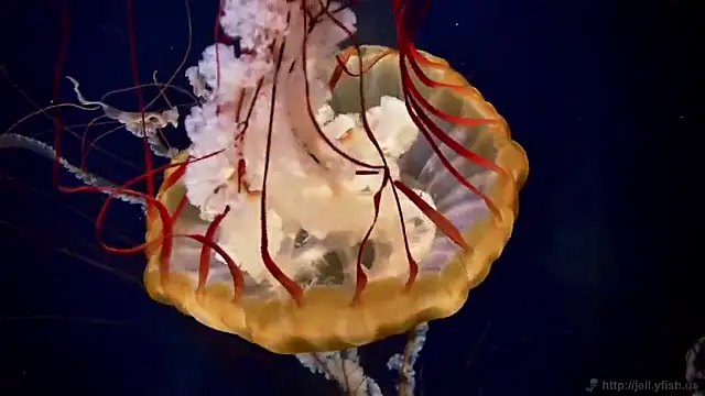 streamy test15 online show from 09/18/25, 12:18