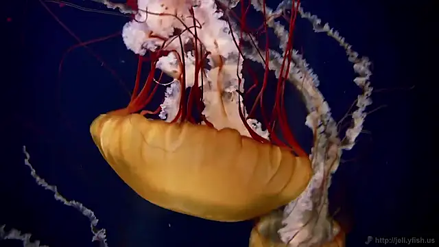 streamy test15 online show from 11/11/25, 05:24