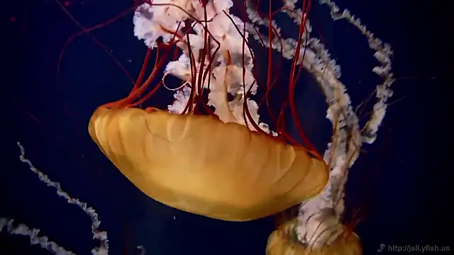 streamy test15 online show from 11/26/25, 05:14