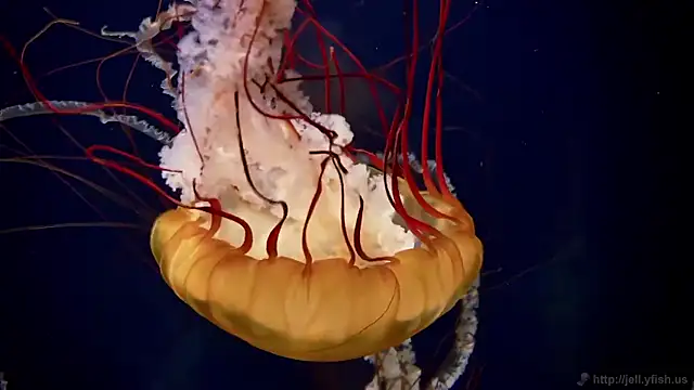 streamy test15 online show from 12/02/25, 11:37