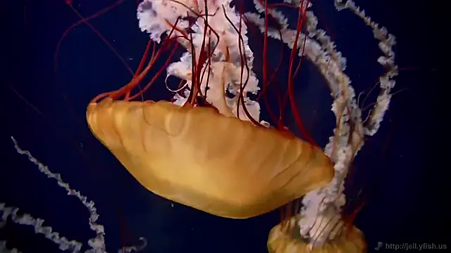 streamy test15 online show from 12/04/25, 03:10