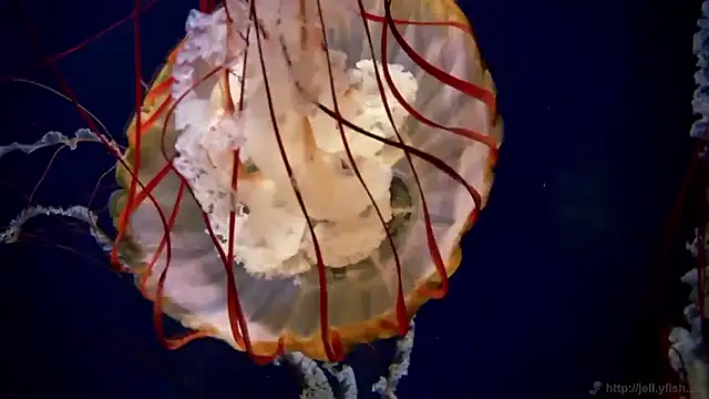 streamy test15 online show from 12/19/25, 07:59