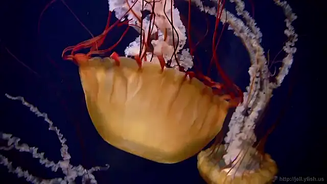 streamy test15 online show from 01/16/26, 09:13