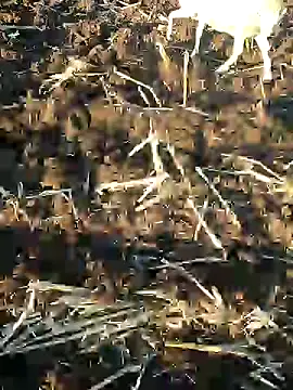 murokkk31 online show from 01/09/25, 01:24