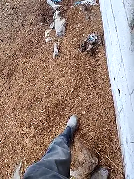 murokkk31 online show from 11/15/25, 12:45