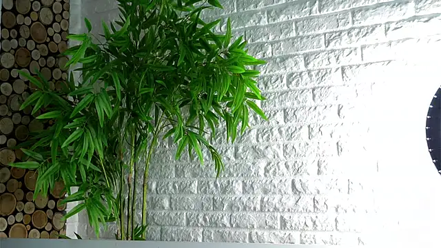 LowOncoming online show from 04/08/26, 02:11