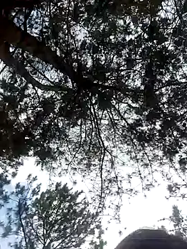 Snapshot of Sofia_xx2 chatting on 02/27/25, 08:50 Sofia xx2 online show from 02/27/25, 08:50