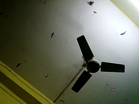 Sexyranibhabhi online show from 12/14/25, 02:17