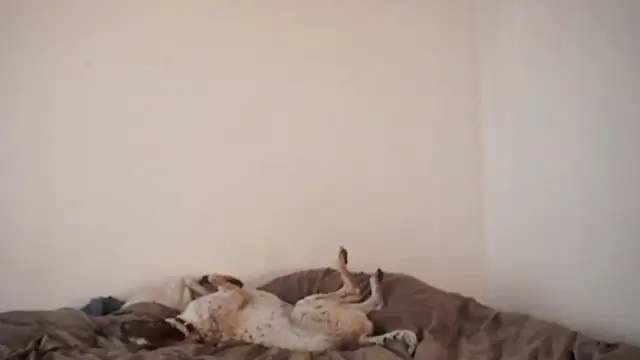 Snapshot of Stephany_talks chatting on 03/19/25, 11:57 Stephany talks online show from 03/19/25, 11:57