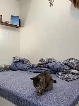 UmaTruewoman online show from 11/18/25, 03:12