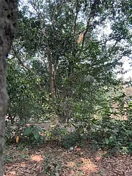 Hot Urvi online show from 04/23/26, 09:41