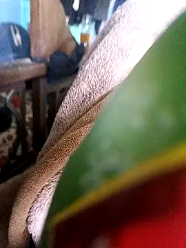 AssamSilchar93 online show from 12/18/24, 07:36