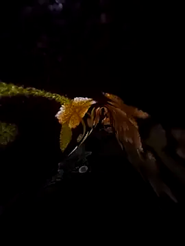 SageElement2 online show from 03/14/25, 08:17