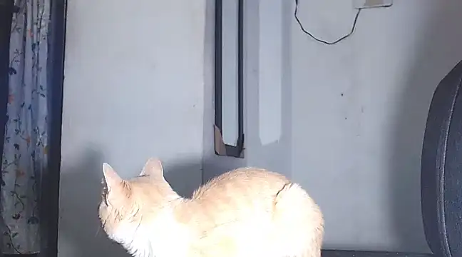 sofi doll77 online show from 03/01/25, 10:53