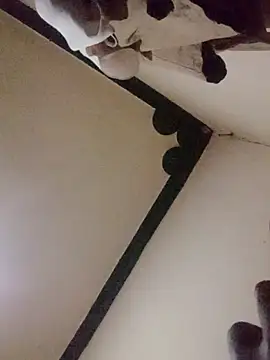 Danny lady online show from 12/16/25, 11:21