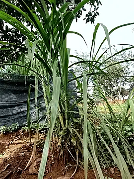 Snapshot of Betty20zx chatting on 09/13/25, 01:16 Betty20zx online show from 09/13/25, 01:16