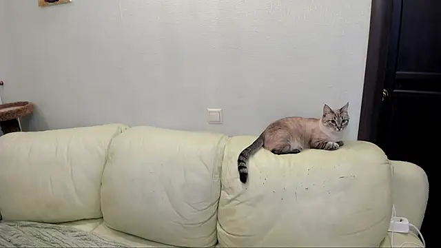 Pawsitive Panther online show from 12/17/24, 03:39