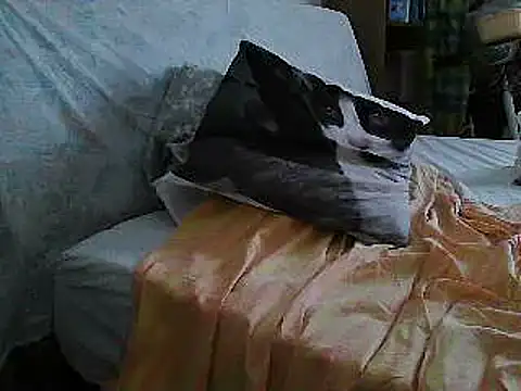 Snapshot of VeneRed chatting on 07/10/26, 11:24 VeneRed online show from 07/10/26, 11:24