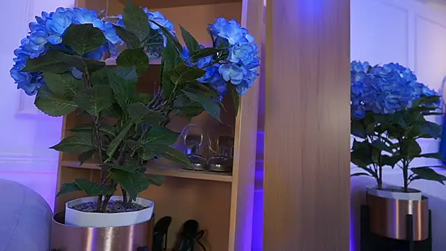 elasummer online show from 02/04/26, 02:23