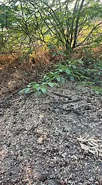 Snapshot of tamil000000 chatting on 03/10/25, 01:56 tamil000000 online show from 03/10/25, 01:56