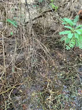 Snapshot of tamil000000 chatting on 03/14/25, 01:27 tamil000000 online show from 03/14/25, 01:27