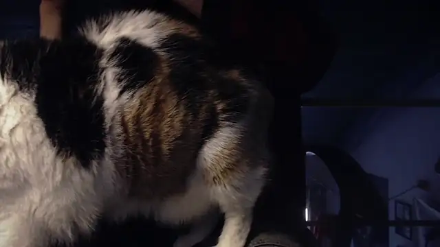 Snapshot of contemptumundi888 chatting on 01/18/25, 11:11 contemptumundi888 online show from 01/18/25, 11:11