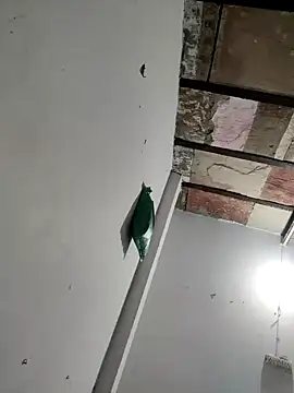 Masti441 online show from 02/11/25, 10:26