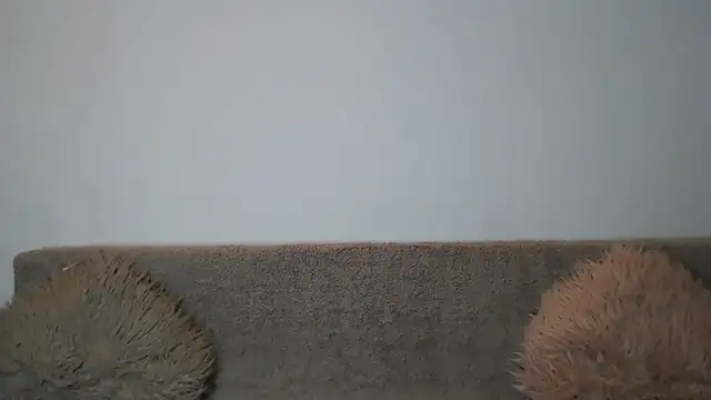 Snapshot of AshlineKatte chatting on 02/09/26, 11:03 AshlineKatte online show from 02/09/26, 11:03