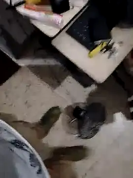 alejo5288 online show from 11/08/25, 03:07