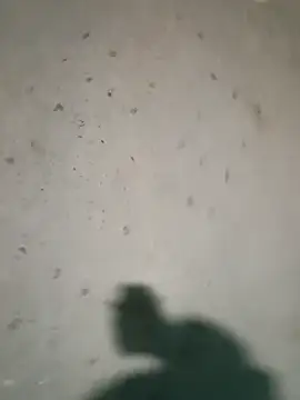 Raj41 online show from 01/09/26, 04:21