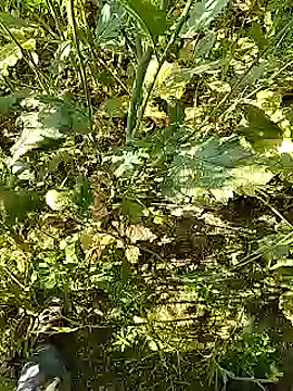 xmanrawan2 online show from 02/05/25, 05:20