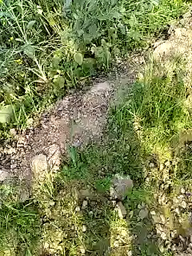 xmanrawan2 online show from 02/17/25, 04:31