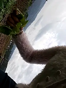 hebe-02 online show from 10/26/25, 05:24