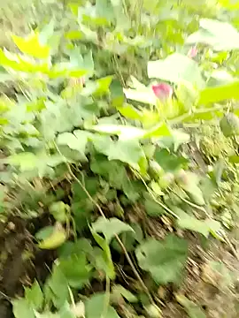 himvilohi08 online show from 10/16/25, 03:40