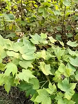 himvilohi08 online show from 10/23/25, 11:42