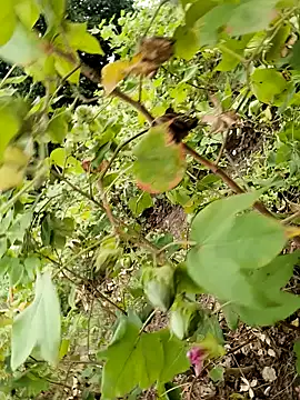 himvilohi08 online show from 10/24/25, 11:50