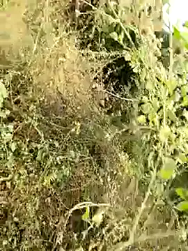 himvilohi08 online show from 01/08/26, 04:15