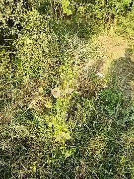 himvilohi08 online show from 01/10/26, 10:50