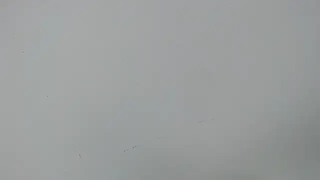 eladyrous98 online show from 12/17/25, 02:01