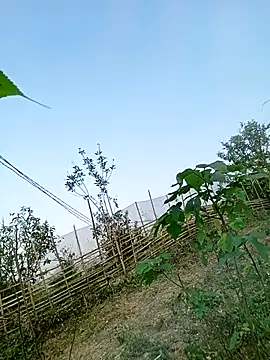 Chubbyhoney1 online show from 03/31/26, 09:43