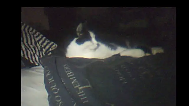 pietje1991 online show from 01/08/26, 09:17