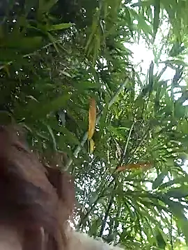 Bianly online show from 03/14/26, 01:55