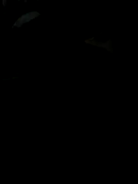 Reeelo online show from 11/28/25, 04:09