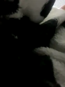 Sallem Pink online show from 10/09/25, 11:41