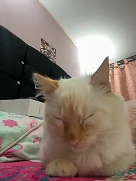 saranghae  online show from 11/11/25, 03:50