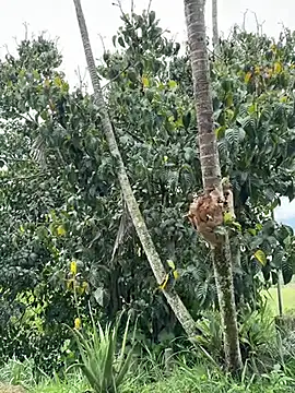 Marco Vega online show from 03/27/26, 04:51